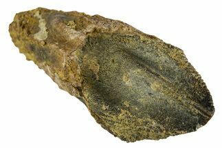 Unworn Rooted Triceratops Tooth - Wyoming #314560