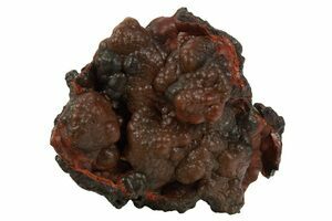 【コレクターズアイテム】パタゴニアンアゲート Patagonia Agate For Sale - FossilEra.com