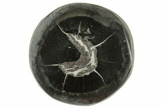 Polished Fish Coprolite (Fossil Poo) Nodule Half - Scotland #314928