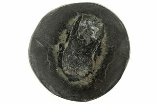 Polished Fish Coprolite (Fossil Poo) Nodule Half - Scotland #314929