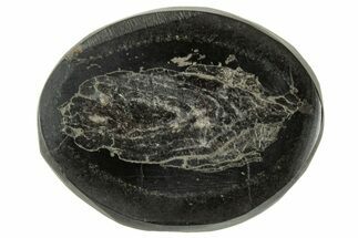 Polished Fish Coprolite (Fossil Poo) Nodule Half - Scotland #314932