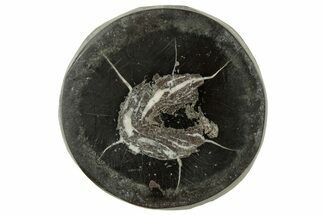Polished Fish Coprolite (Fossil Poo) Nodule Half - Scotland #314934