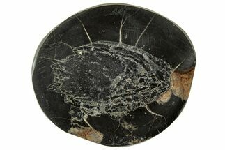 Polished Fish Coprolite (Fossil Poo) Nodule Half - Scotland #314883