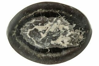 Polished Fish Coprolite (Fossil Poo) Nodule Half - Scotland #314909