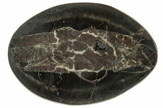 Polished Fish Coprolite (Fossil Poo) Nodule Half - Scotland #314912