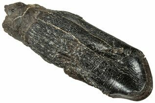 Dinosaur Teeth For Sale