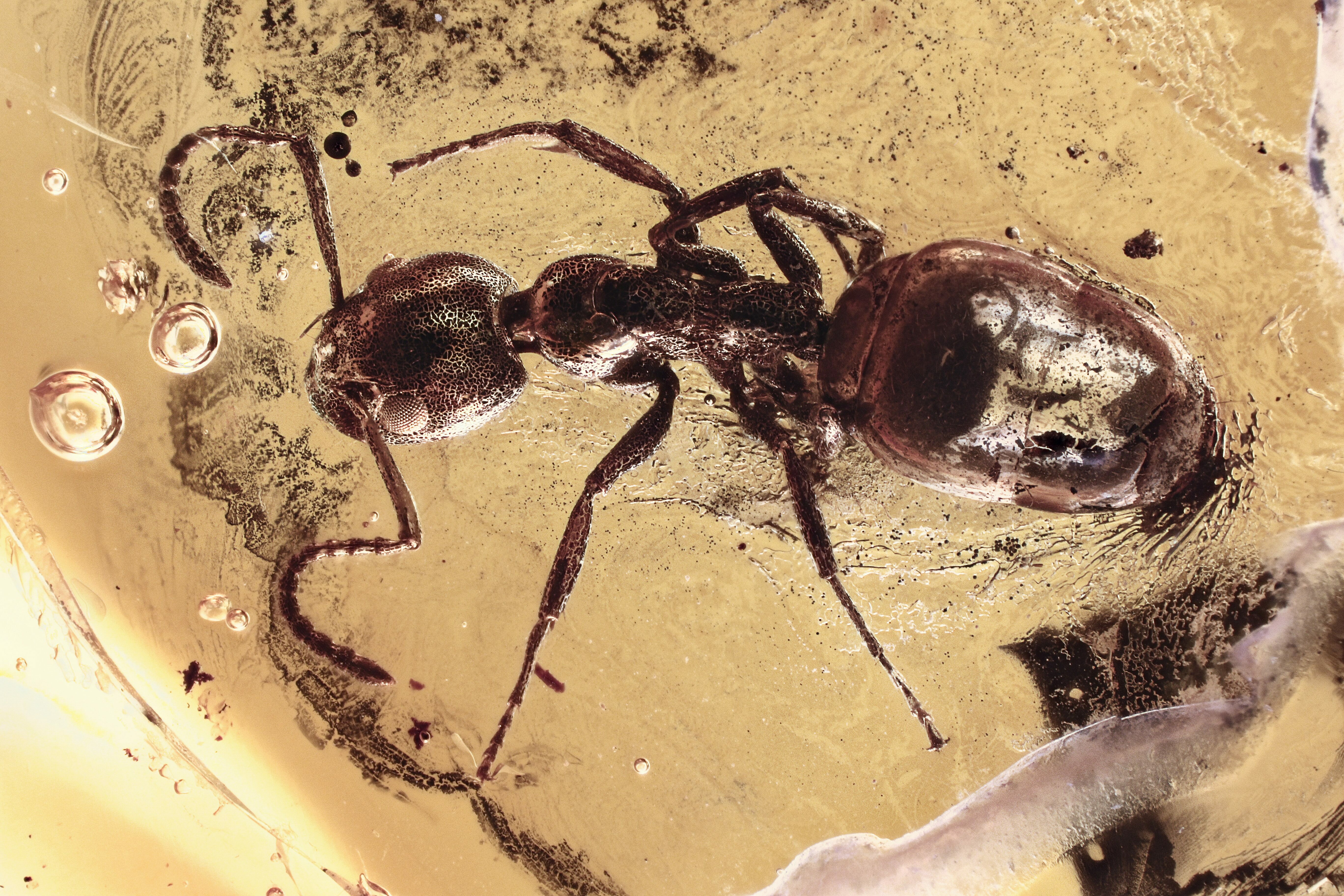 Detailed Fossil Ant (Dolichoderinae) In Baltic Amber (#315354) For Sale ...