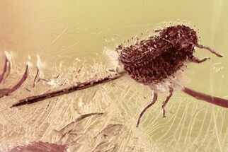 Detailed Fossil Spiny Aphid (Aphidoidea) in Baltic Amber #315367