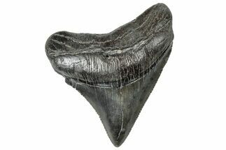 Serrated, Fossil Posterior Megalodon Tooth - South Carolina #315461