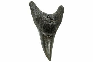 Rare, Fossil Shark (Parotodus) Tooth - South Carolina #315464