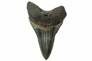 Serrated, Fossil Great White Shark Tooth - South Carolina #315471