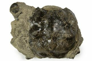Cretaceous Crab (Dakoticaucer) Fossil - Mississippi #315758