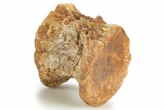 Triassic Fossil Phytosaur Vertebra Centrum - Texas #315769