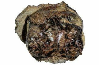 Cretaceous Crab (Dakoticaucer) Fossil - Mississippi #315742