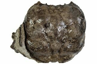 Cretaceous Crab (Dakoticaucer) Fossil - Mississippi #315747
