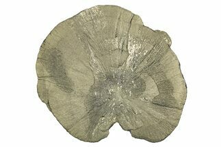 Large, Pyrite Sun - Sparta, Illinois #315838
