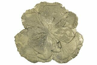 Pyrite Sun - Sparta, Illinois #315890