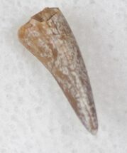 Triassic Amphibian (Koskinodon) Tooth - New Mexico #17202