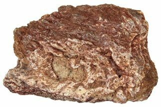 Triassic Temnospondyl (Primitive Amphibian) Scute Section - Texas #315824