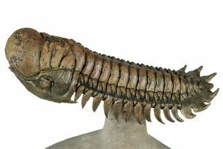 Large, Flying Crotalocephalina Trilobite - Atchana, Morocco #315937