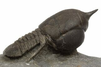 Pelagic Trilobite (Cyclopyge) Fossil - Huge Eyes #316119