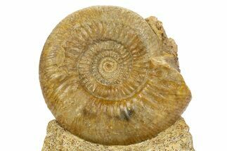 Jurassic Ammonite (Parkinsonia) Fossil - England #316263