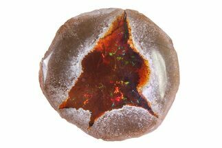 Polished Ethiopian Chocolate Opal Nodule - Yita Ridge #316139