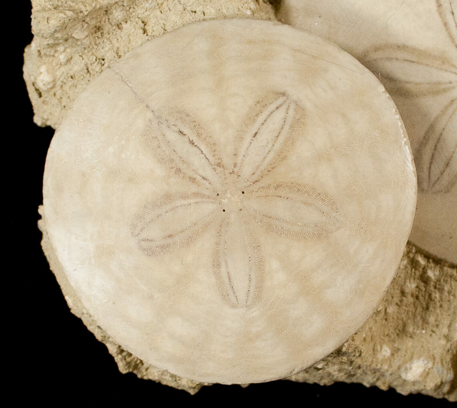 Beautiful Pair Of Fossil Sand Dollars France 17227 For Sale 