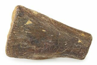 Cretaceous Fossil Turtle Flipper Bone - Texas #316362