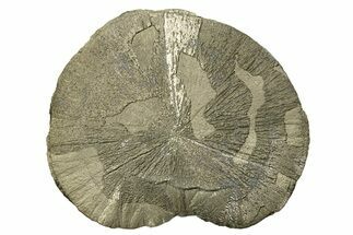 Large, Pyrite Sun - Sparta, Illinois #315840