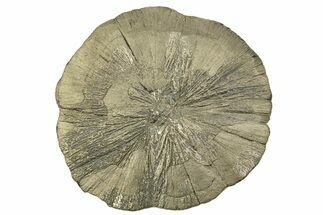 Large, Pyrite Sun - Sparta, Illinois #315845