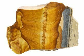 Polished Golden Picture Jasper Slice - Nevada #316212