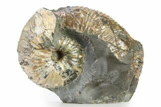 Iridescent Ammonite (Hoploscaphites) Fossil - Montana #316575