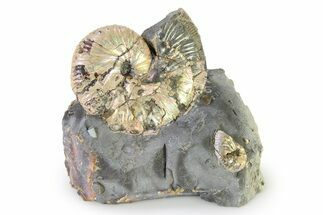 Iridescent Ammonite (Hoploscaphites) Fossil - Montana #316588