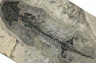 Reptile & Amphibian Fossils For Sale