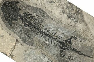 Early Permian Reptiliomorph (Discosauriscus) - Czech Republic #316652