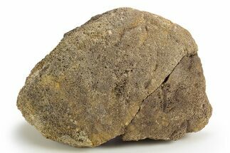 Dinosaur (Triceratops) Bone Section - Montana #316613