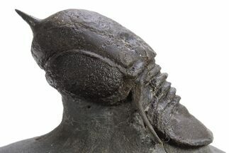 Pelagic Trilobite (Cyclopyge) Fossil - Huge Eyes #316656