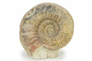 Jurassic Ammonite (Stephanoceras) Fossil - England #316851