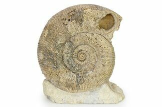 Jurassic Ammonite (Stephanoceras) Fossil - England #316852