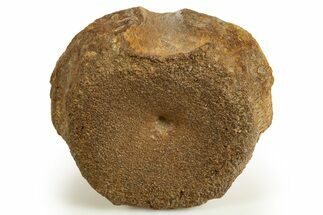 Jurassic Fossil Pliosaur (Stretosaurus) Vertebra - England #316876