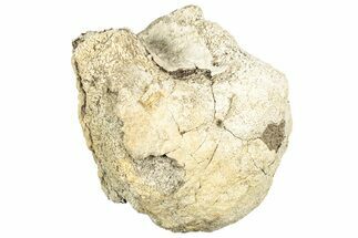 Bargain, Hadrosaur (Edmontosaurus) Vertebra Centrum - Montana #316914