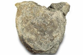 Hadrosaur (Edmontosaurus) Anterior Caudal Vertebra - Montana #316916