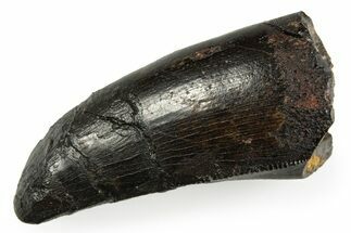 Serrated Ceratosaurus Tooth - Extremely Rare #311229