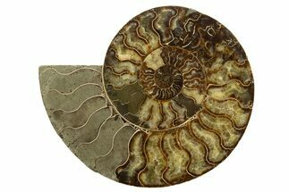 Huge, Sliced Ammonite Fossil (Half) - Madagascar #317427