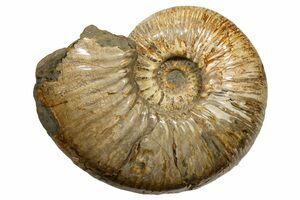 Lot De 2 Spécimens Fossiles Ammonite Naturels Diamètre 4cm - Pierres Fossiles Madagascar Pour Décoration Et Enseignement