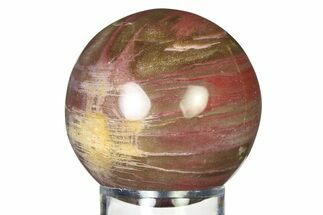Colorful Petrified Wood (Araucaria) Sphere - Madagascar #317295