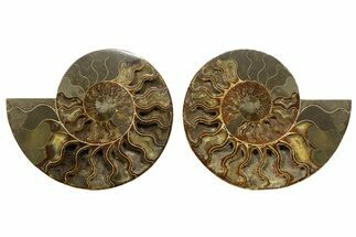 Cut & Polished, Agatized Ammonite Fossil - Madagascar #317508