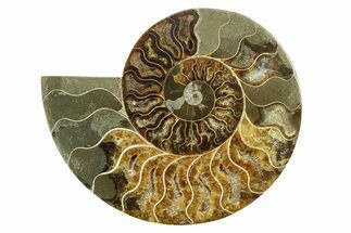 Cut & Polished Ammonite Fossil (Half) - Madagascar #317642