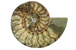 Cut & Polished Ammonite Fossil (Half) - Madagascar #317643